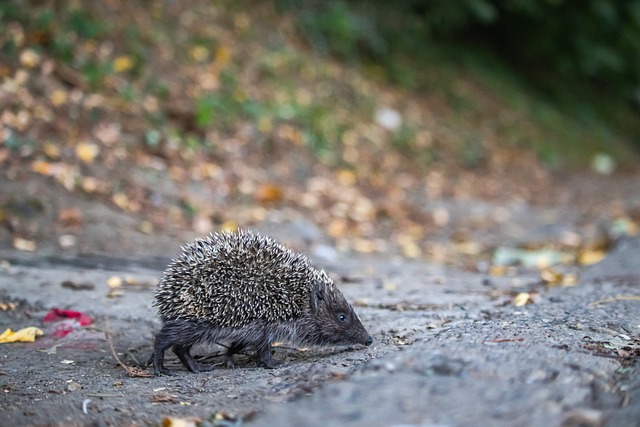 杭州马拉松 杭州马拉松